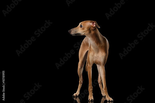  Italian Greyhound Dog Standing on Mirror, Posing Front isolated Black