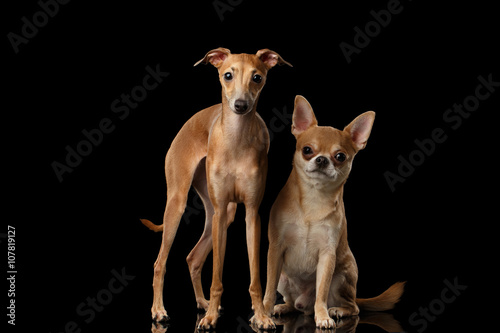 Red Chihuahua and Italian Greyhound Dogs Sitting isolated Black backgrond