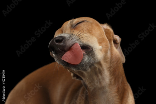 Closeup Cute Italian Greyhound Dog Licked with pleasure isolated Black photo