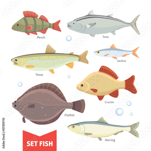  Freshwater fishes collection isolated on white background. Set Fish vector illustration.