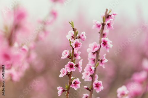 photo of the cherry branches