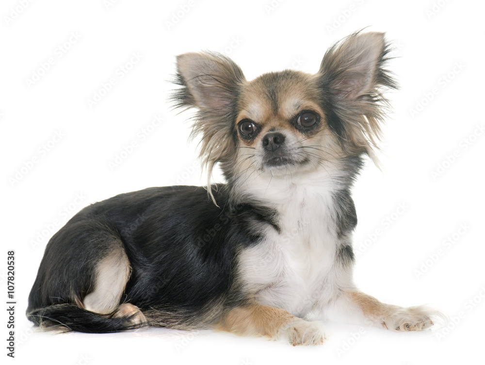 chihuahua in studio chihuahua in studio