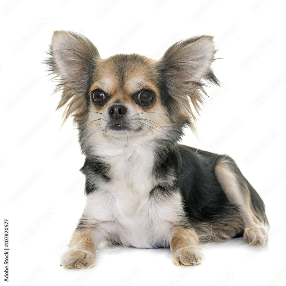chihuahua in studio chihuahua in studio