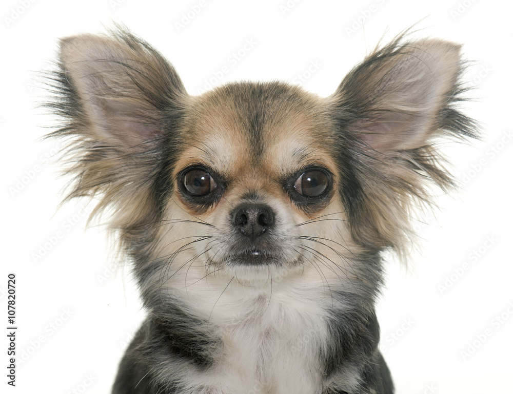 chihuahua in studio chihuahua in studio