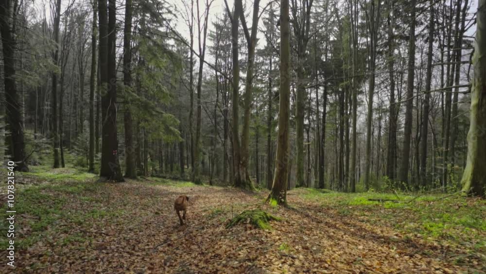 Running dog in the forest filmed with steadicam Running dog in the forest filmed with steadicam
