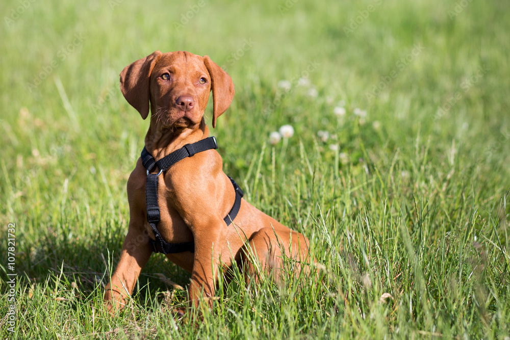 Magyar Vizsla