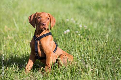 Magyar Vizsla