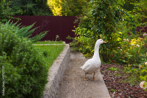 white geese