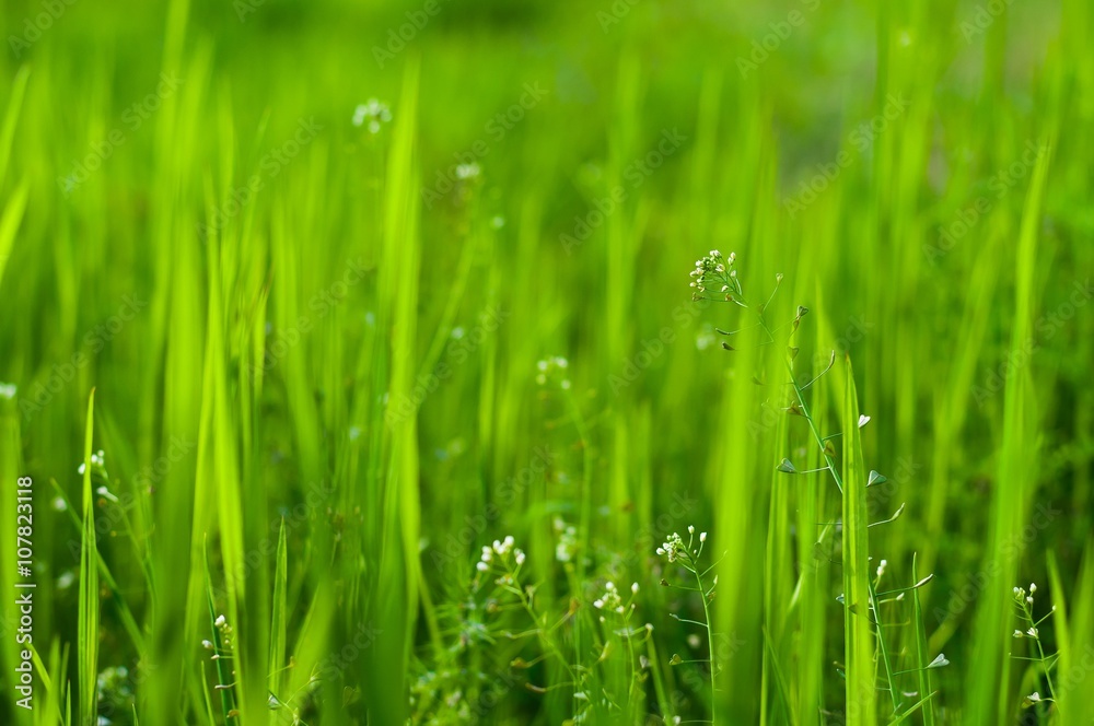 Capsella bursa-pastoris (shepherd's purse) in meadow. Natural green background Capsella bursa-pastoris (shepherd's purse) in meadow. Natural green background
