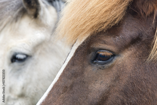 Fototapeta Naklejka Na Ścianę i Meble -  Icelandic horses. Portrait. Iceland.