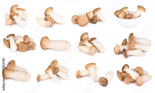 King Oyster mushroom on white backgroud.