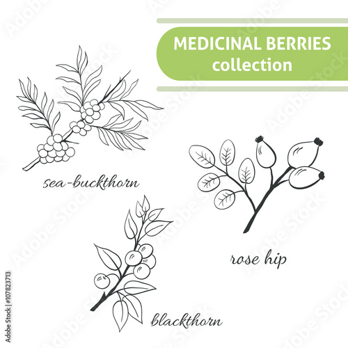 Medicinal berry collection. Blackthorn,  sea-buckthorn, rose hip. Health and nature set.
