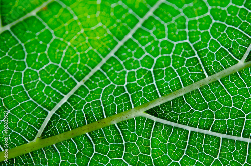 Texture of green leaf and veins