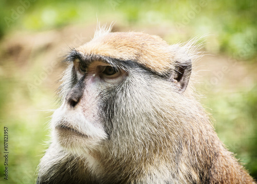 Patas monkey or Hussar monkey - Erythrocebus patas photo