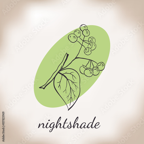 Bilde på lerret Handdrawn vector illustration nightshade