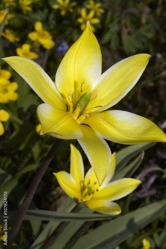 Wild tulips