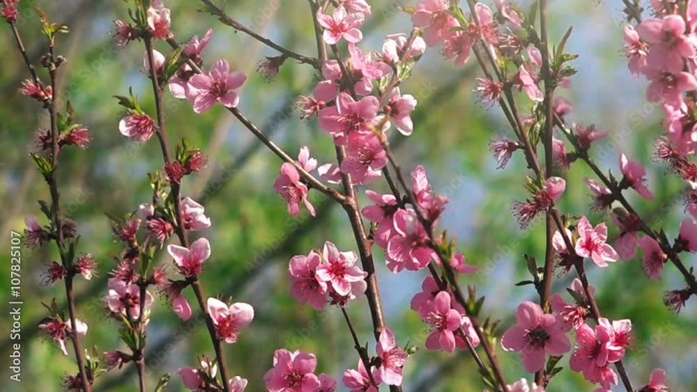 Peach tree branch pink blossoming in spring orchard on a sunny april day. Peach tree branch pink blossoming in spring orchard on a sunny april day.