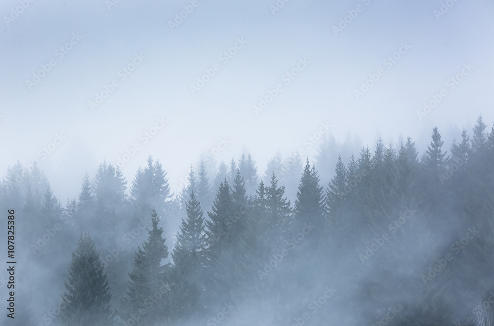 Fototapeta premium sapin alpes brume brouillard silhouette froid hiver neige montag