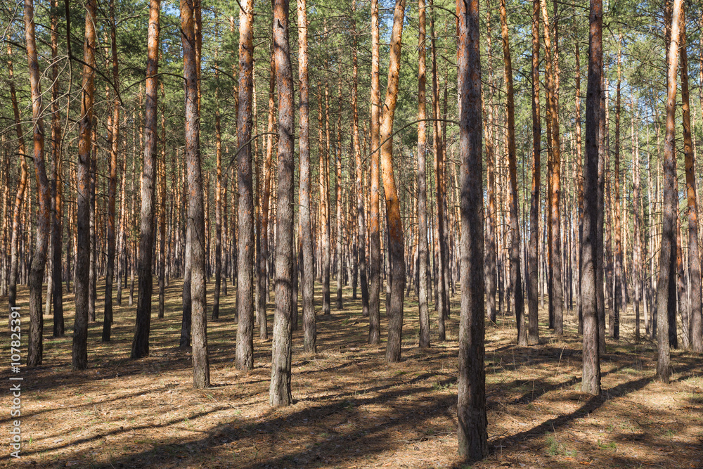 Fototapeta premium green forest background in a sunny day