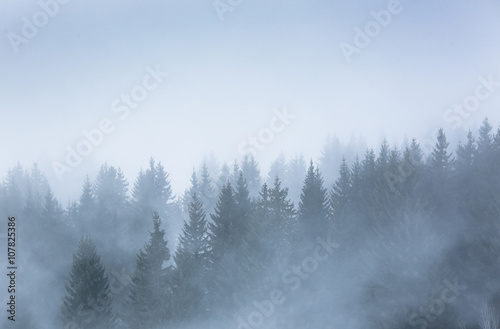 sapin alpes brume brouillard silhouette froid hiver neige montag © shocky