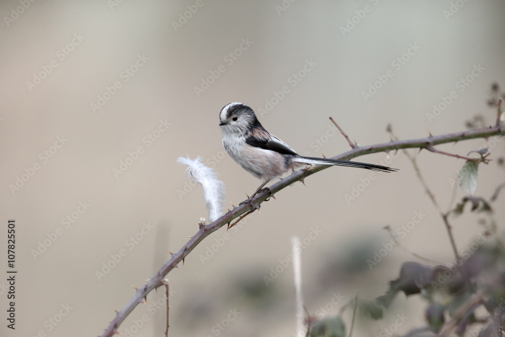 Long-tailed tit, Aegithalos caudatus Long-tailed tit, Aegithalos caudatus