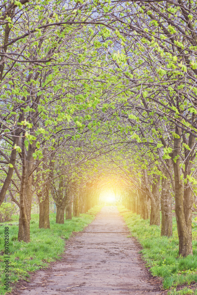 Fototapeta premium birch forest in sunlight in the morning