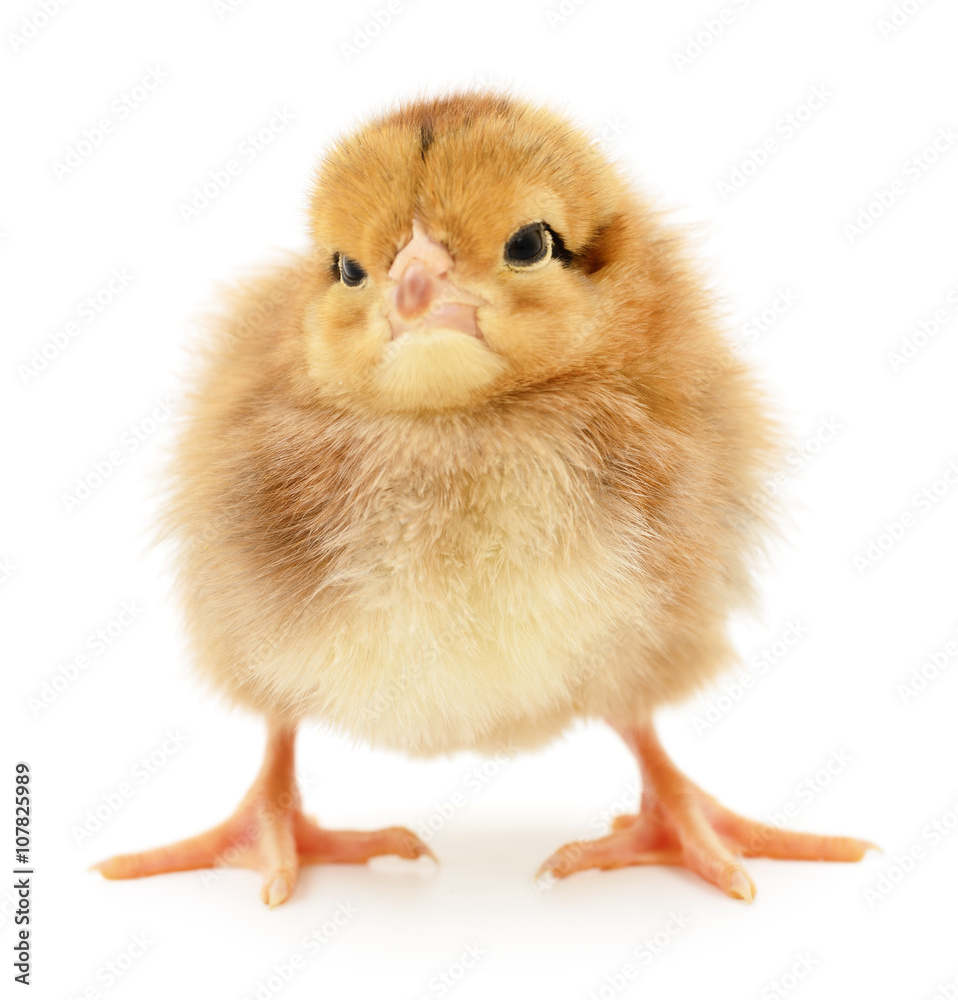 Small yellow chicken. Small yellow chicken.
