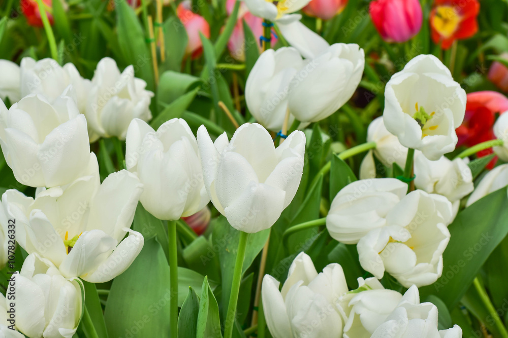 White tulips close up background White tulips close up background