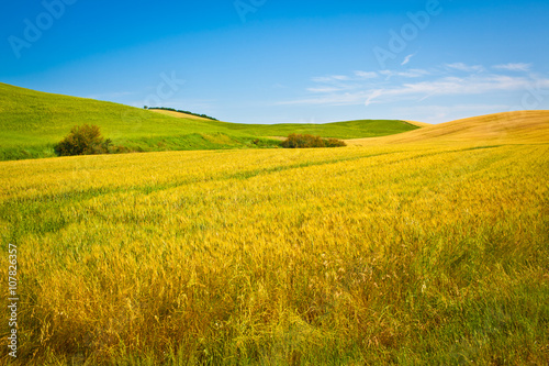 Tuscany wheat field hill in a sunny day