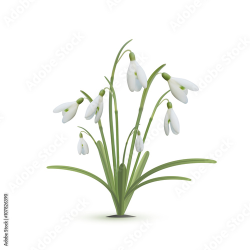 Snowdrop flowers on white background.