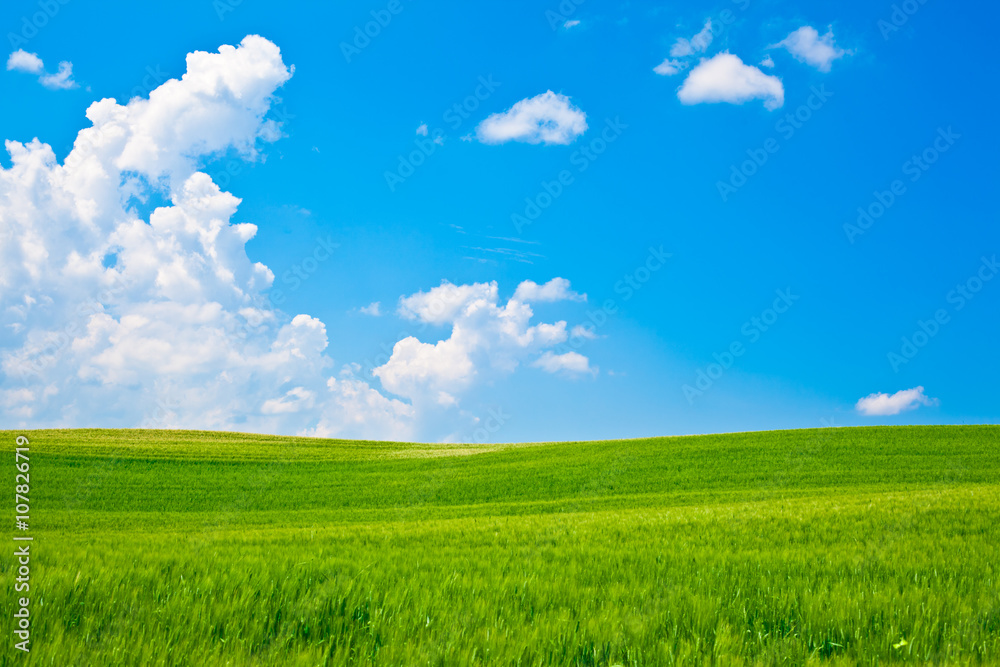 Fototapeta premium Tuscany wheat field hill in a sunny day with clouds