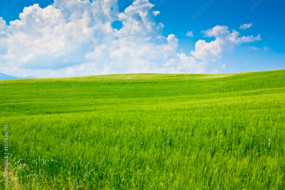 beautiful outdoor green field view with blue sky and clouds