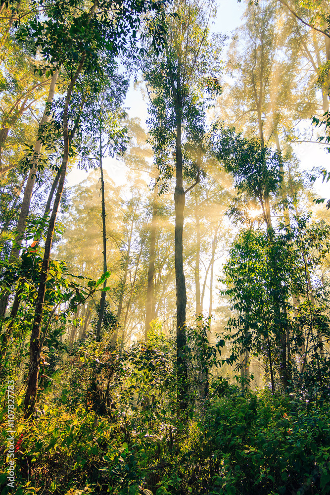 Beautiful morning sunburst in the jungle of Andasibe-Mantadia, Madagascar