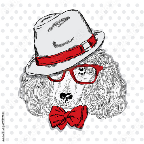 Poodle vector . Pedigree dog. Cute puppy. Poodle wearing a hat , sunglasses and a tie . Print . Hipster. 