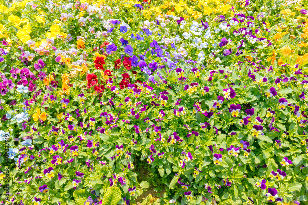 お花畑 お花畑