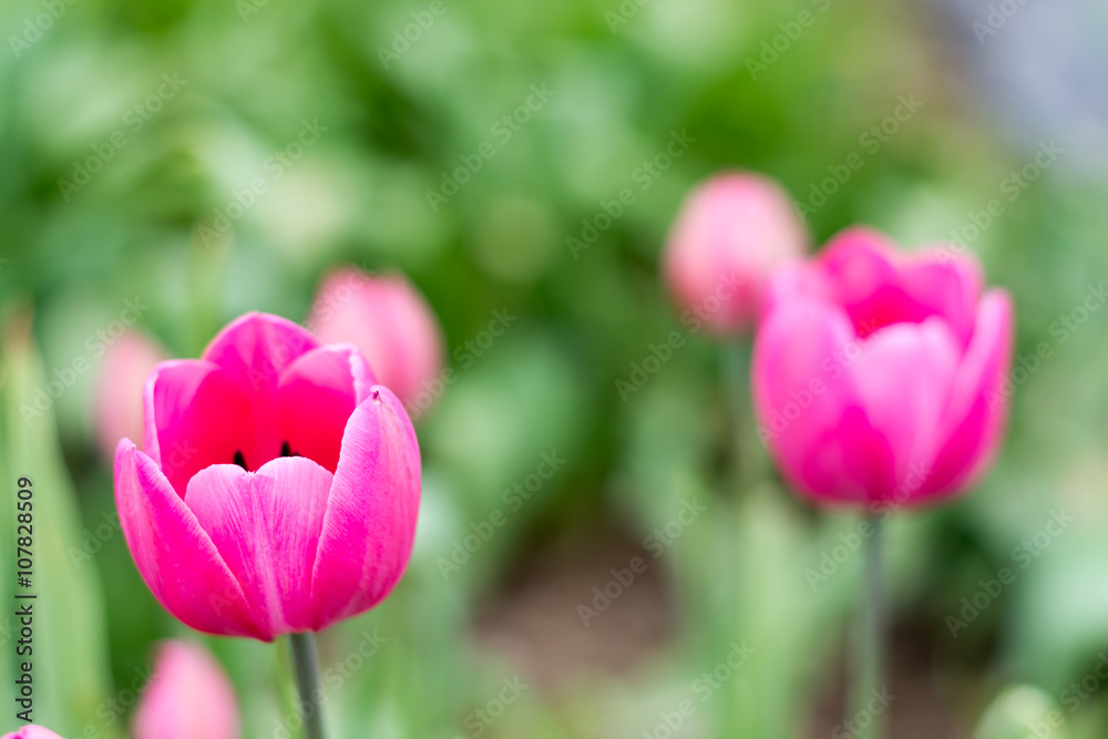 Pink tulips in shallow depth of field