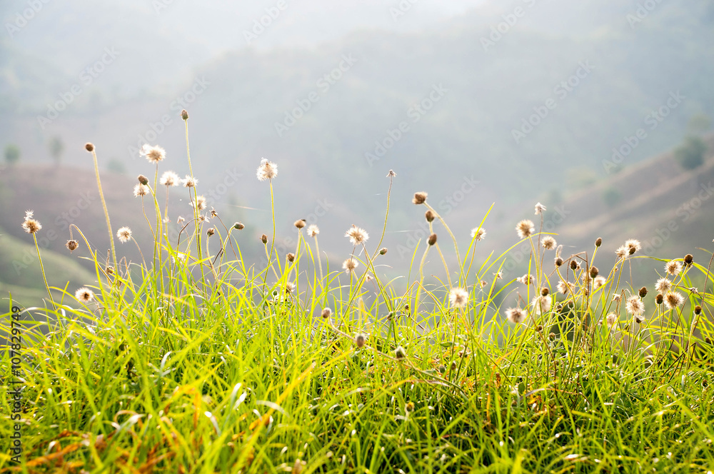 mountains meadow and flower spring season in floral natual