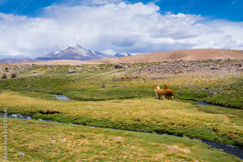 Vicunas and alpacas grazing, Las Vicunas National Reserve (Chile) photo