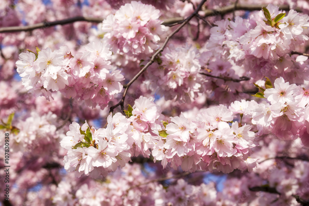 blühende Zweige der japanischen Kirschbäume