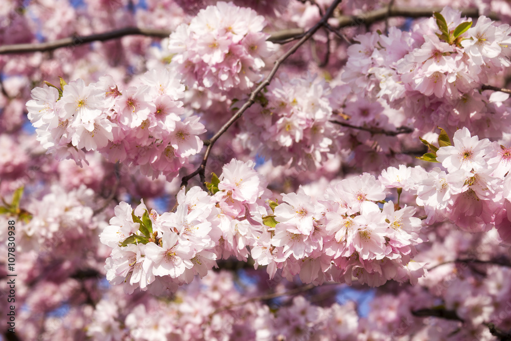 blühende Zweige der japanischen Kirschbäume blühende Zweige der japanischen Kirschbäume