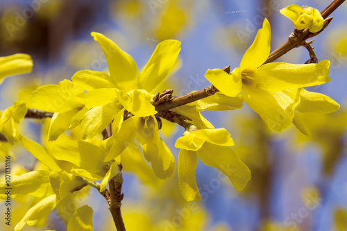 Fototapeta gelbe Frosythia Blüten