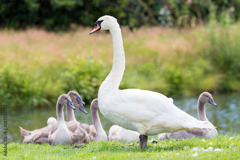 White mother swan with young chicks White mother swan with young chicks