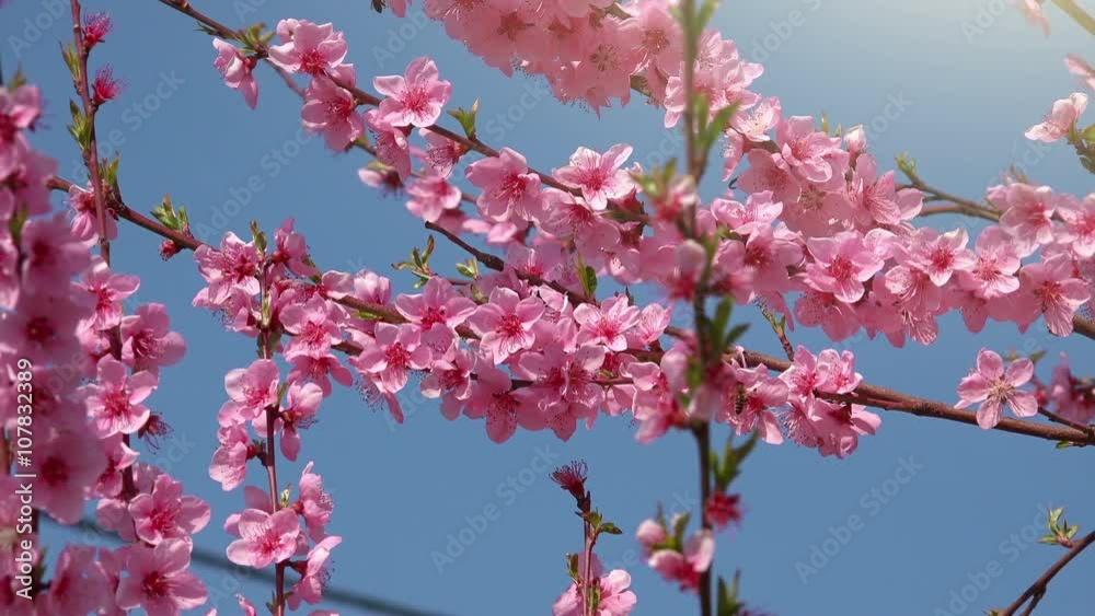 Peach tree branch pink blossoming in spring orchard on a sunny april day. Peach tree branch pink blossoming in spring orchard on a sunny april day.