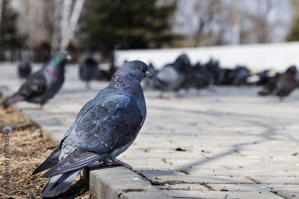 Fototapeta premium Wild pigeons in park