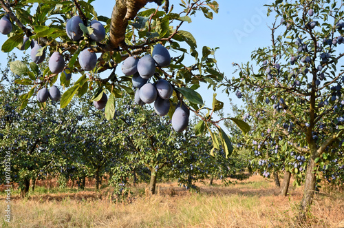 Growing Plums