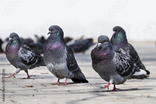 Wild pigeons in park