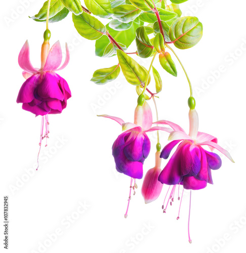 Obraz na plátne beautiful blooming branch of violet fuchsia flower is isolated on white backgrou