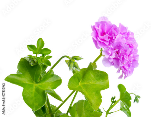 beautiful blooming twig of lilac geranium flower is isolated on white background, close up