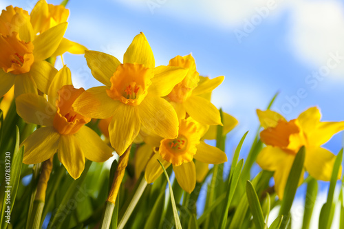 Fototapeta Naklejka Na Ścianę i Meble -  Spring meadow - daffodils