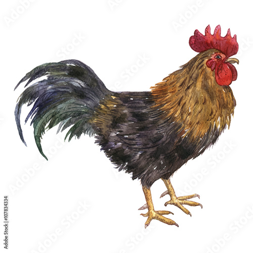 vector watercolor drawing cock